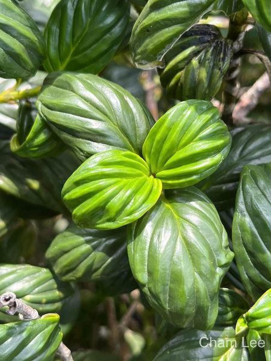 Hedyotis marginata (Thwaites ex Trimen) Alston